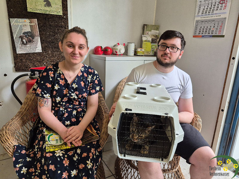 obelix katze aus dem tierheim