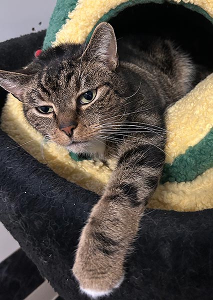 max katze aus tierheim brandenburg 2