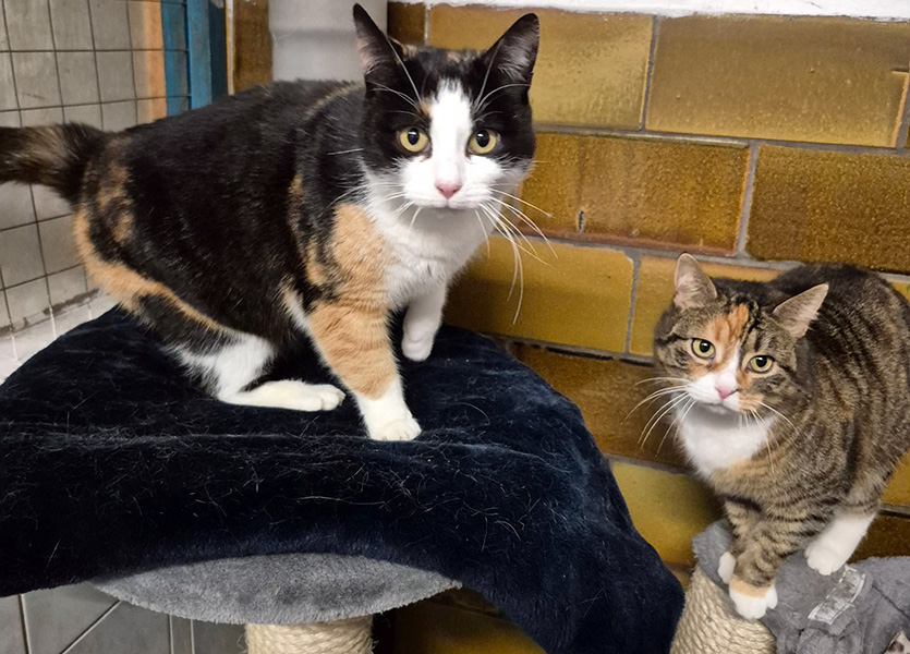 1 katzen aus tierheim brandenburg