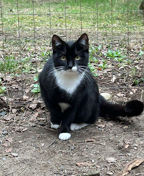 lina katze aus dem tierheim 1