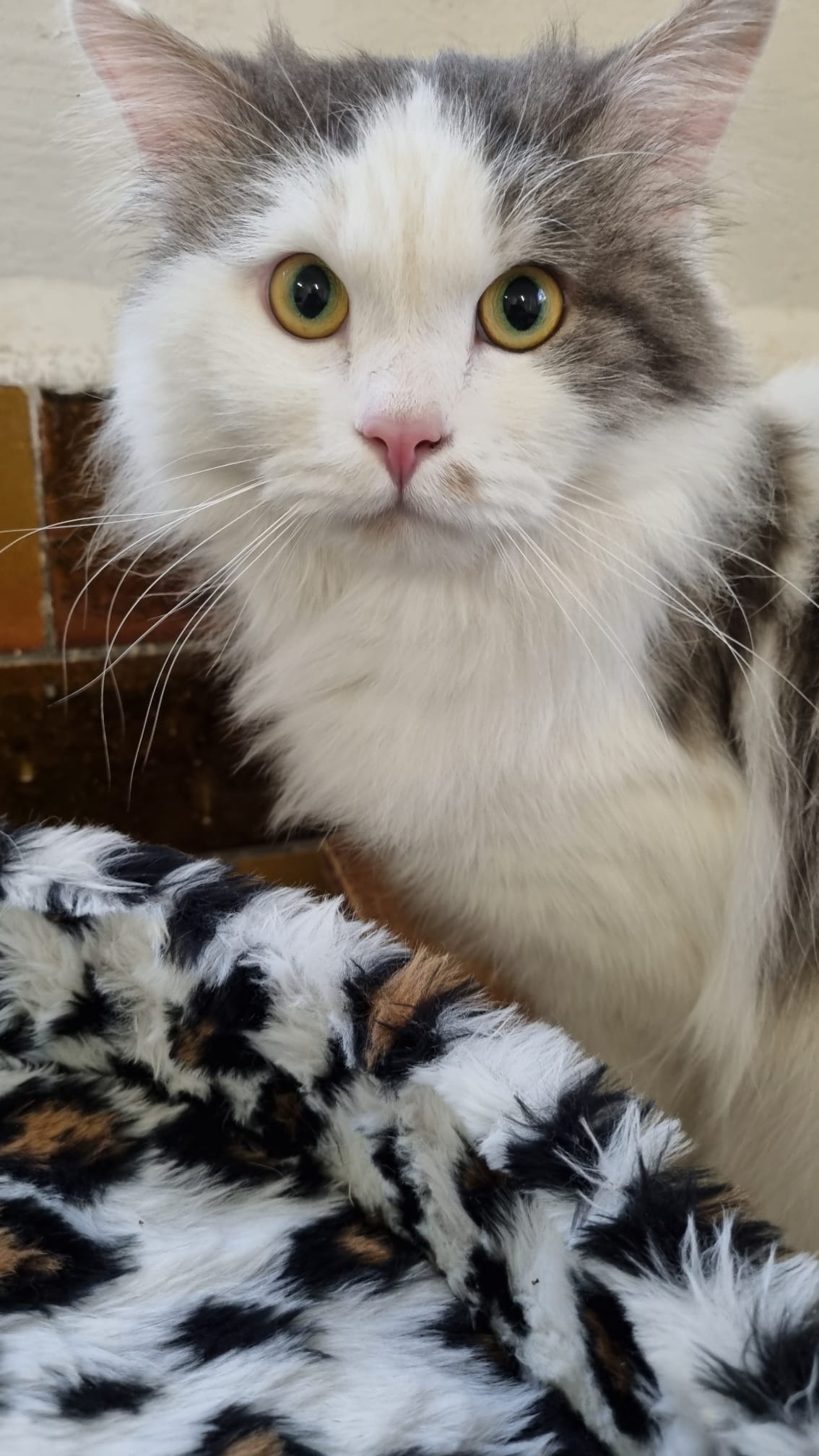pumba - Katze aus dem Tierheim