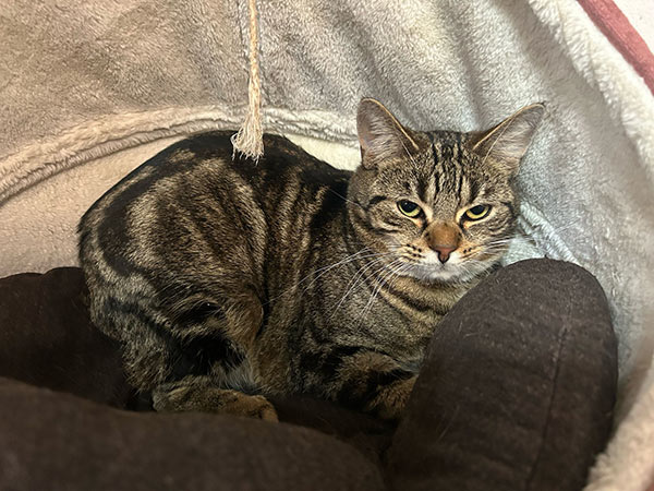 vicky katze aus dem tierheim 1