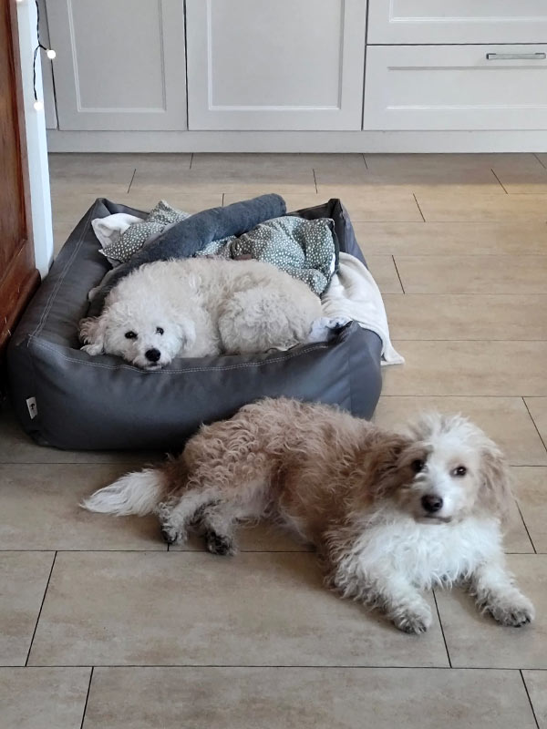 lilia und lalka - Hunde aus dem Tierheim