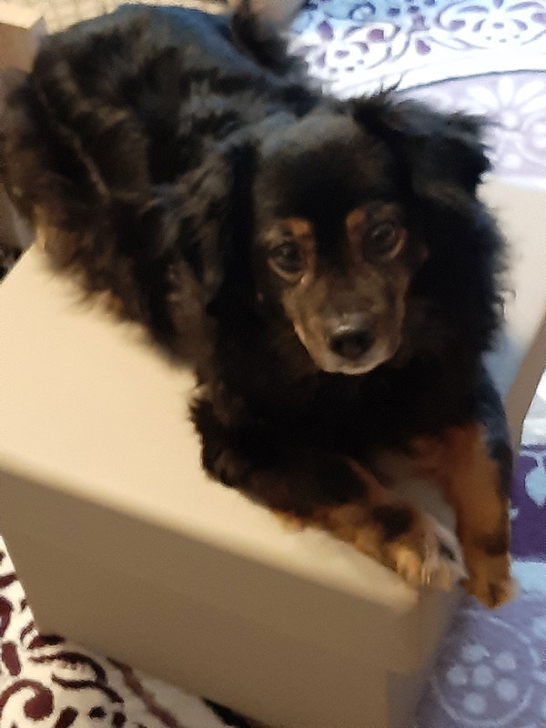 Bimbolino/Teddy - geliebter Hund