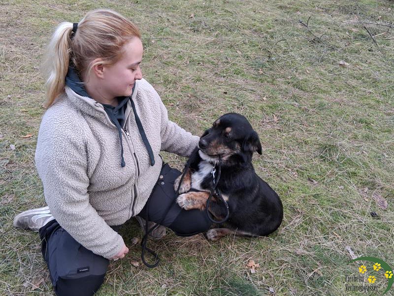 manni - süßer Hund aus dem Tierheim