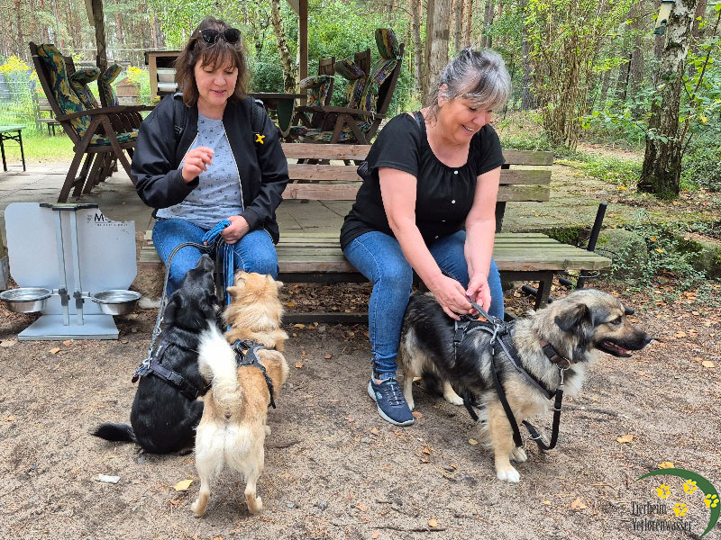 Nika, Tierheim Verlorenwasser, Bad Belzig