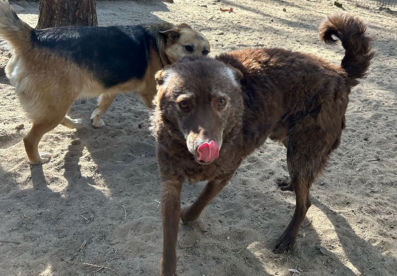 coco aus dem tierheim 4