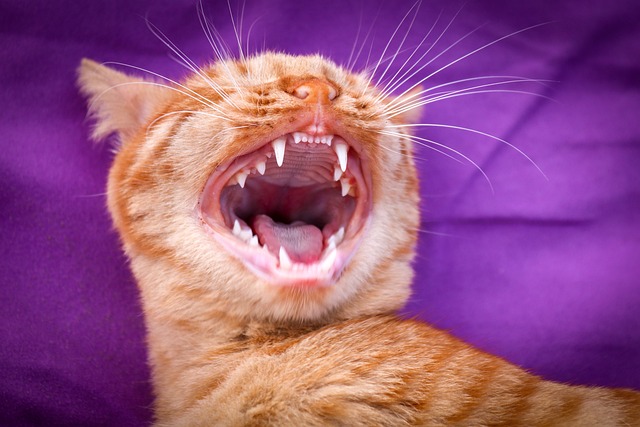 katzen zahnpflege