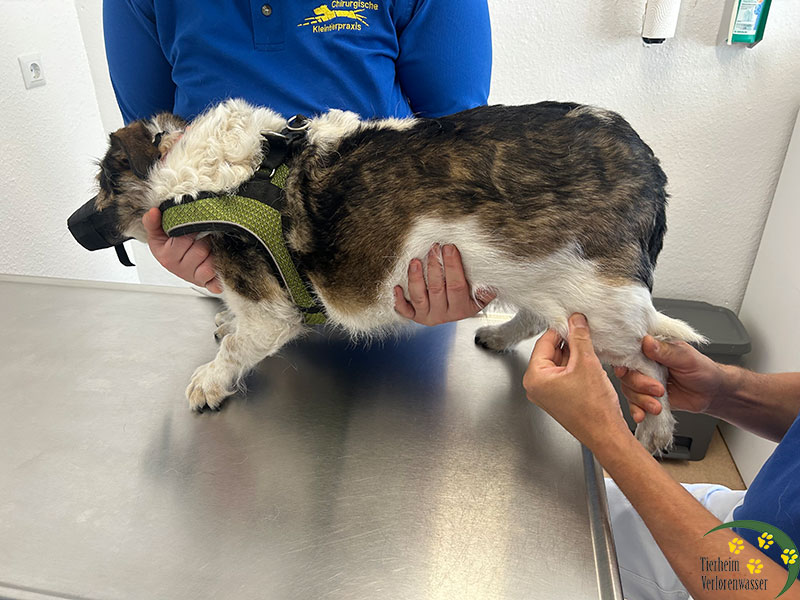 hund aus tierheim brandenburg beim tierarzt