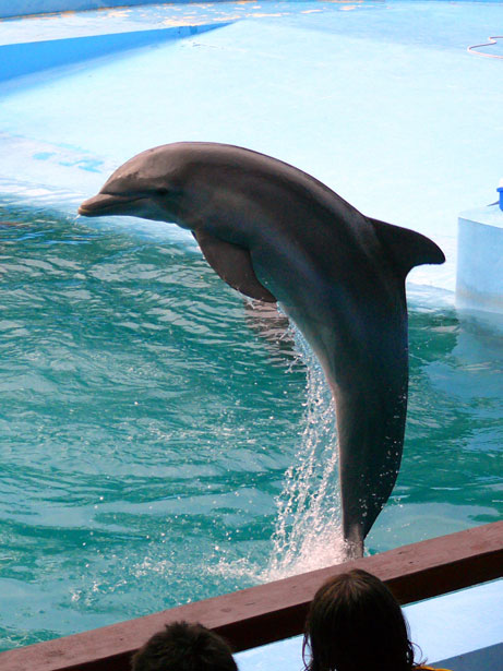 Delfin