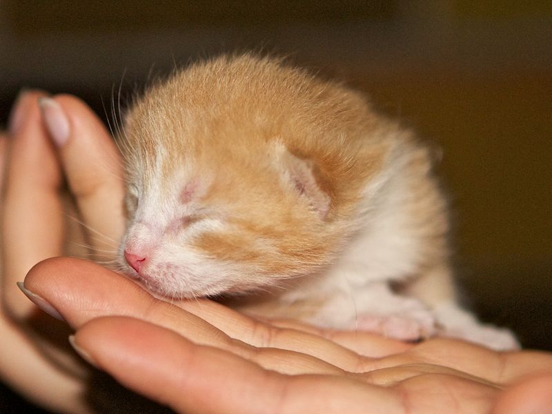 Katzenkind