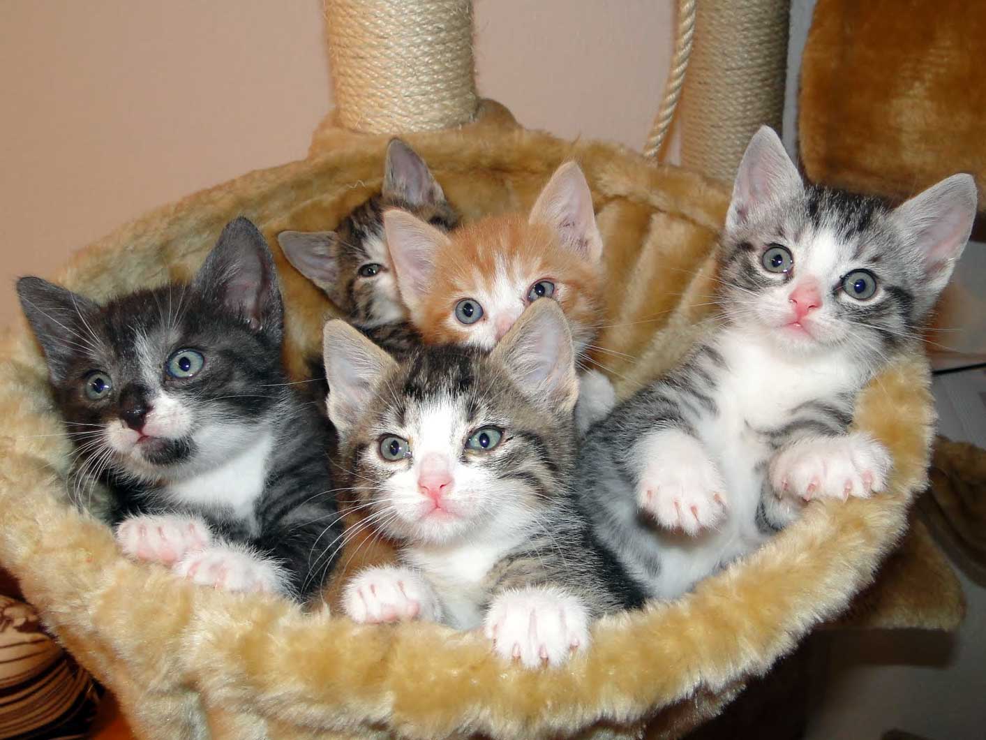 Kitten