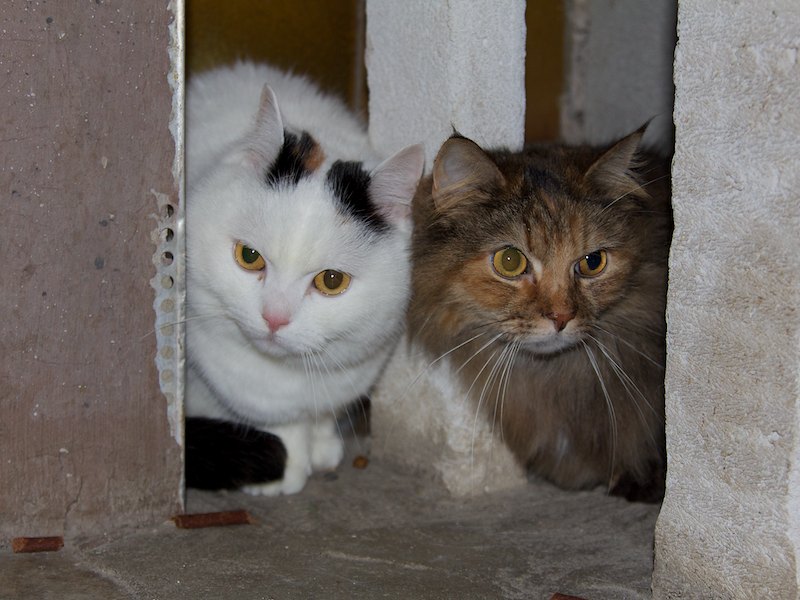 katzen 007