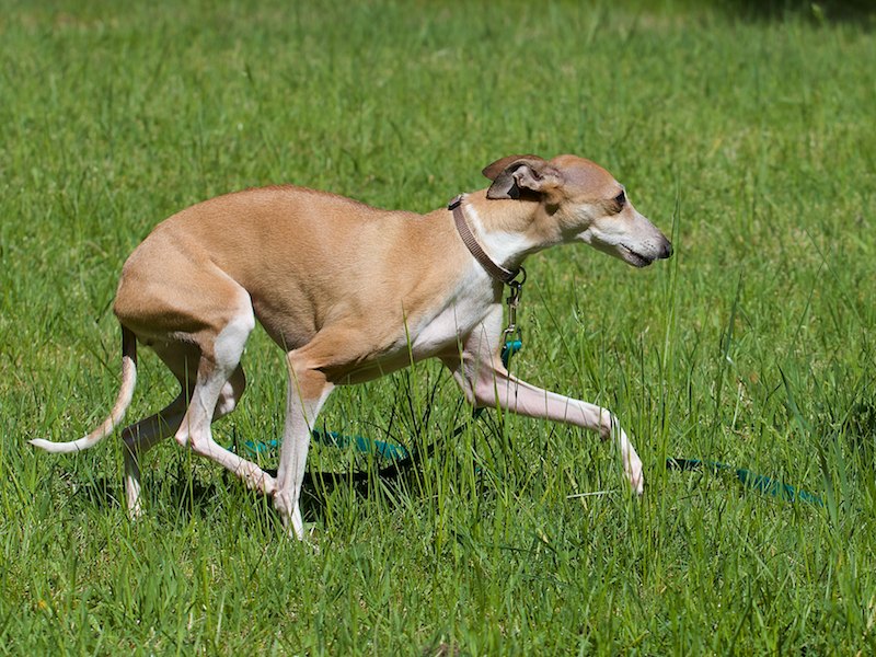 fundhund 002