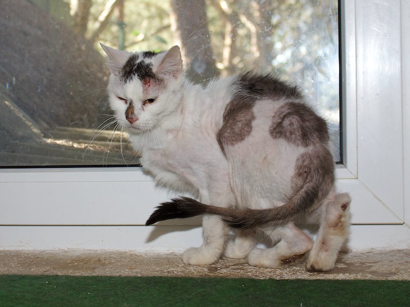 katzen 008
