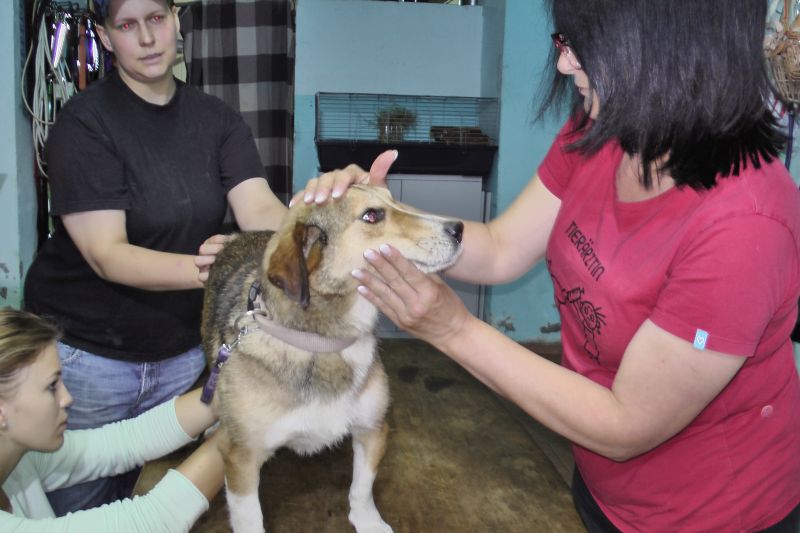 Großeinsatz für die Tiergesundheit