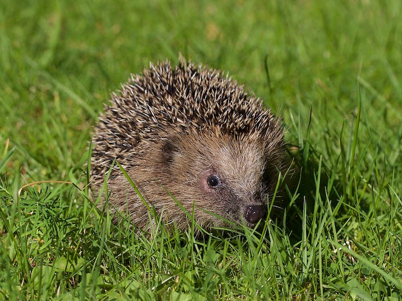 Hilfe auch für Igel