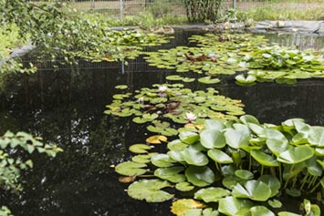 2018 - eingezäunter Tecih nur für Amphibien