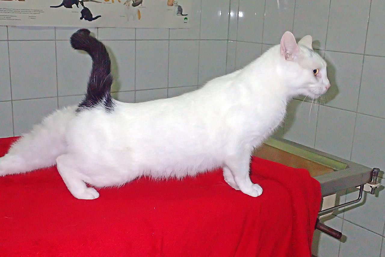 Kimba