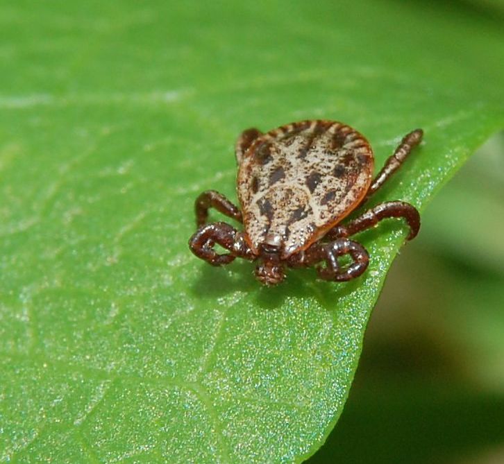 Dermacentor reticulatus - Auwaldzecke