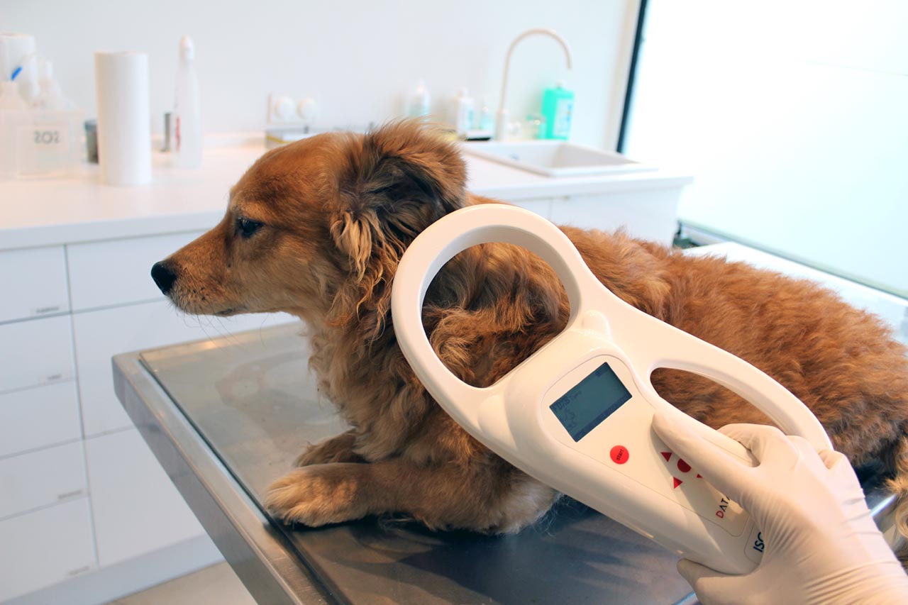 Ablesen eines Mikrotransponders bei einem Hund