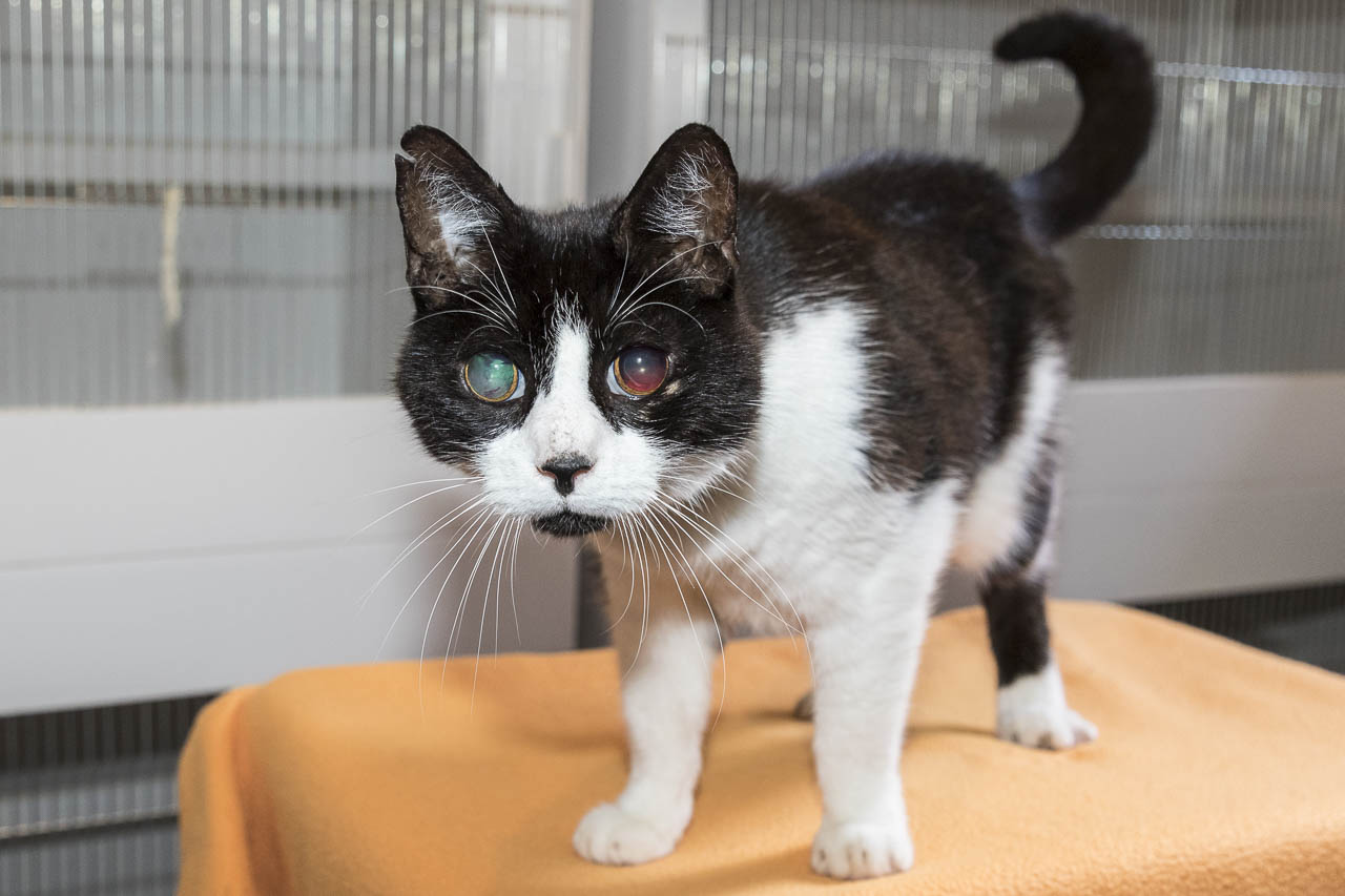 Fundkatze