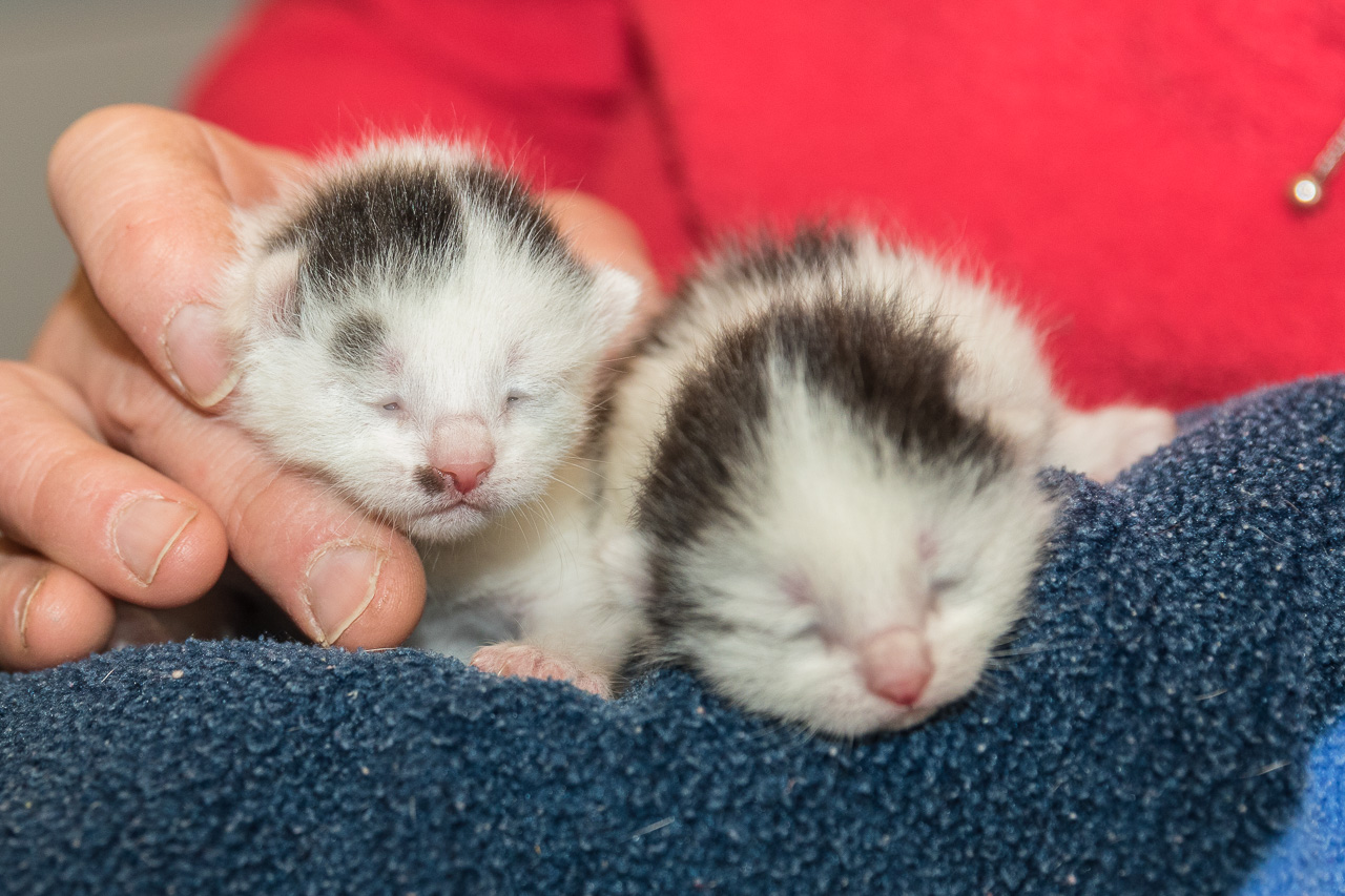 Katzennachwuchs