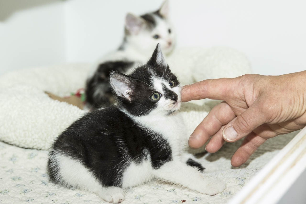 Kitten