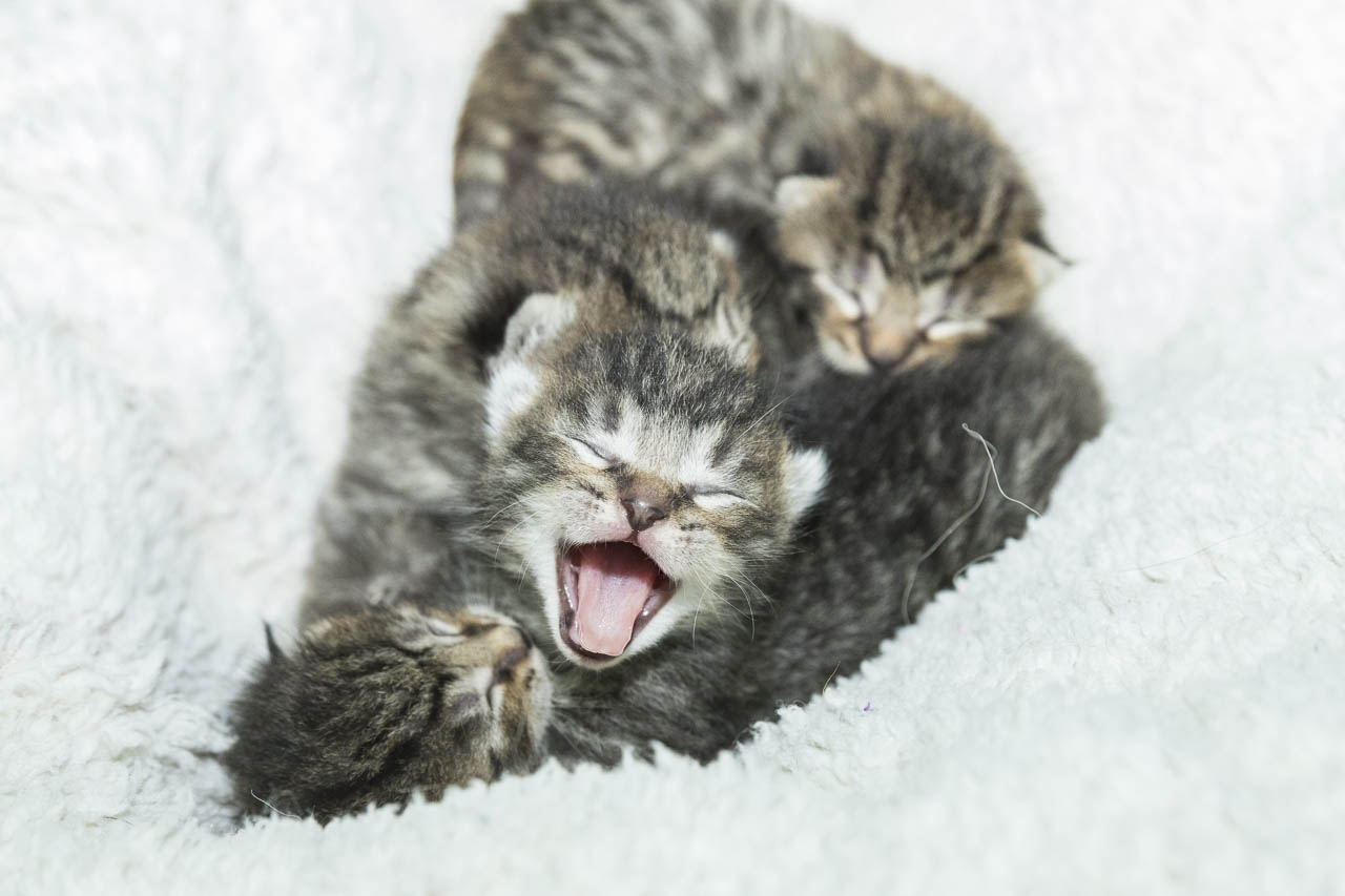 Kitten Oktober 2017