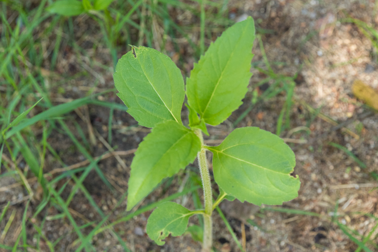 Topinambur