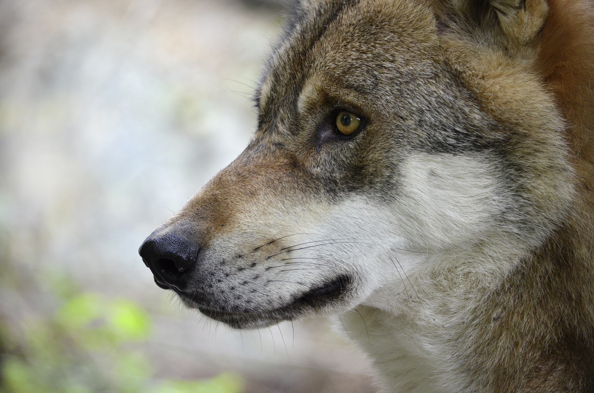 Wolf