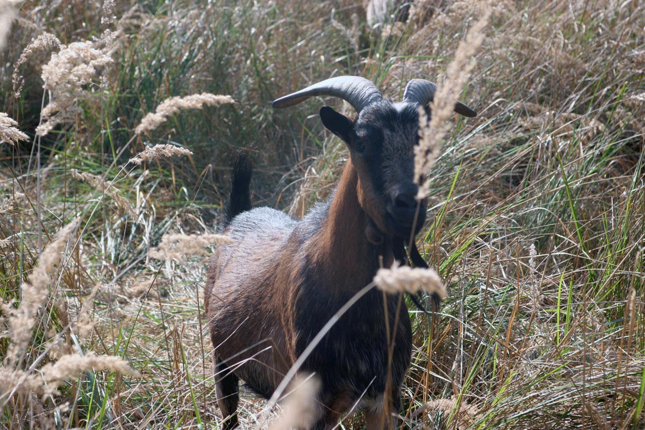 Ziegenbock