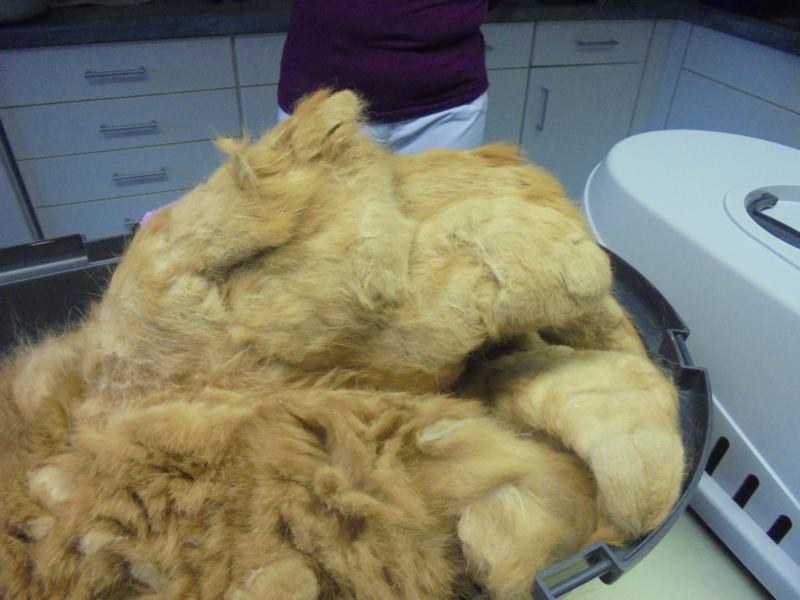 Betonkatze