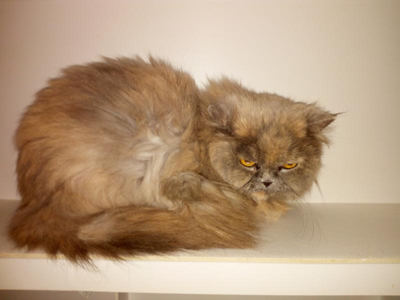 Bijou