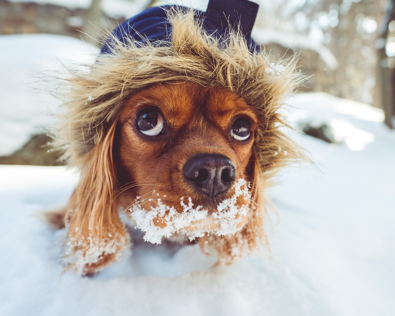 Kalter Hund