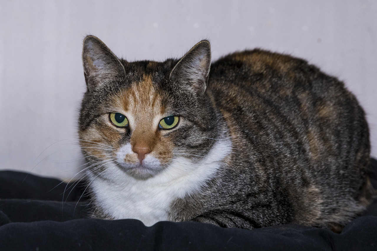 Katzenbilder