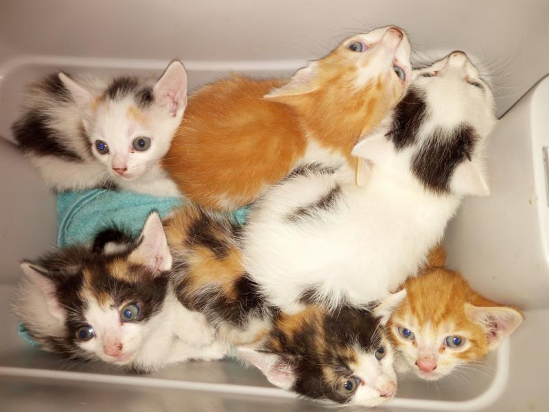 Katzenbabys