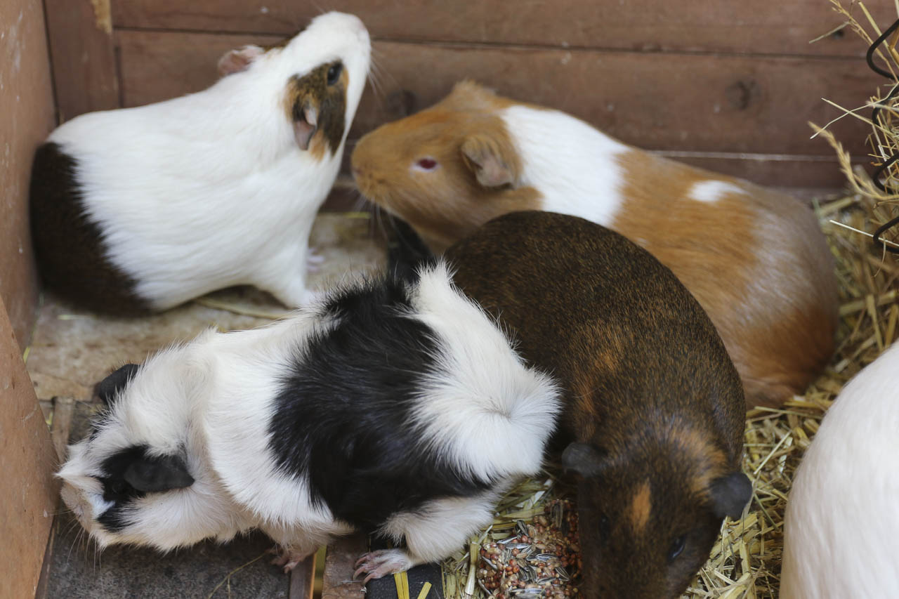 Meerschweinchen