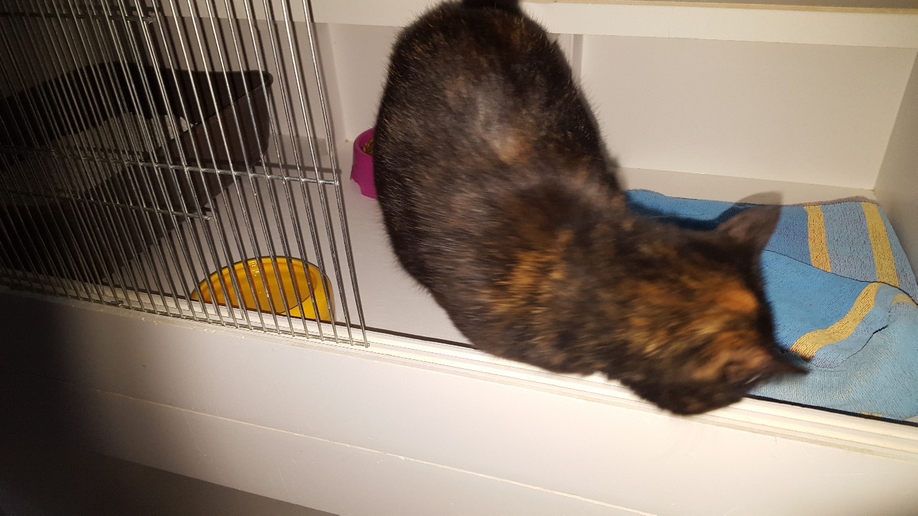 Fundkatze 04/2019