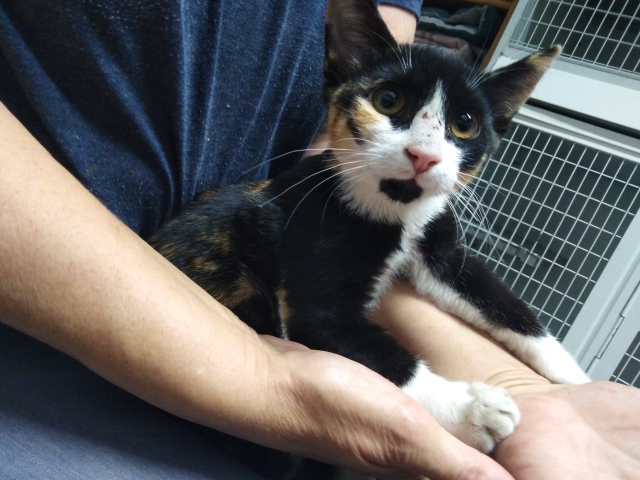 Fundkatze