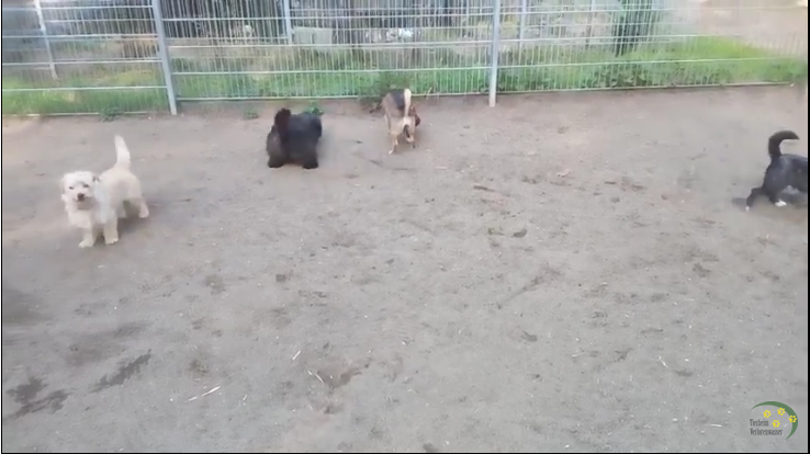 Die Kampfratten