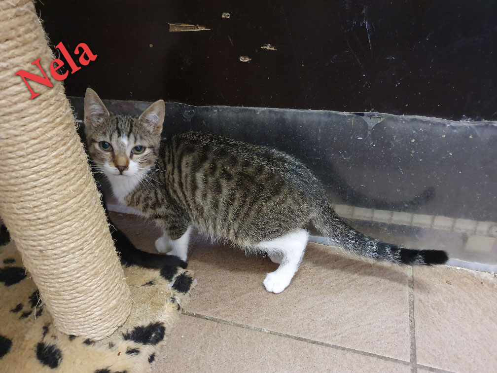 kitten 03