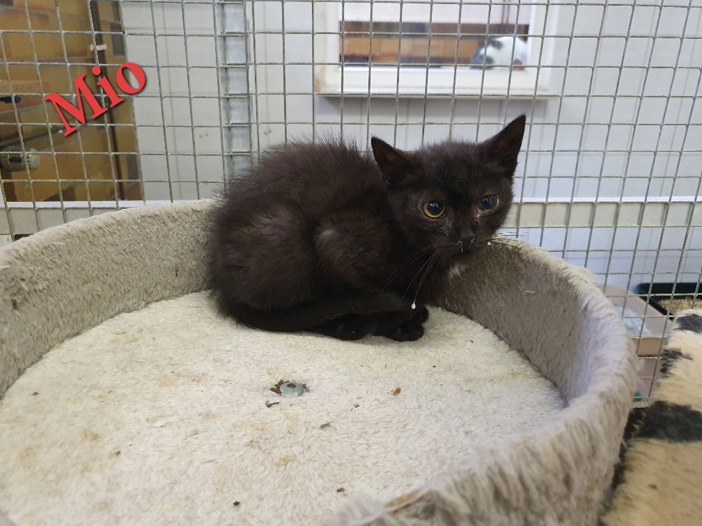 kitten 04