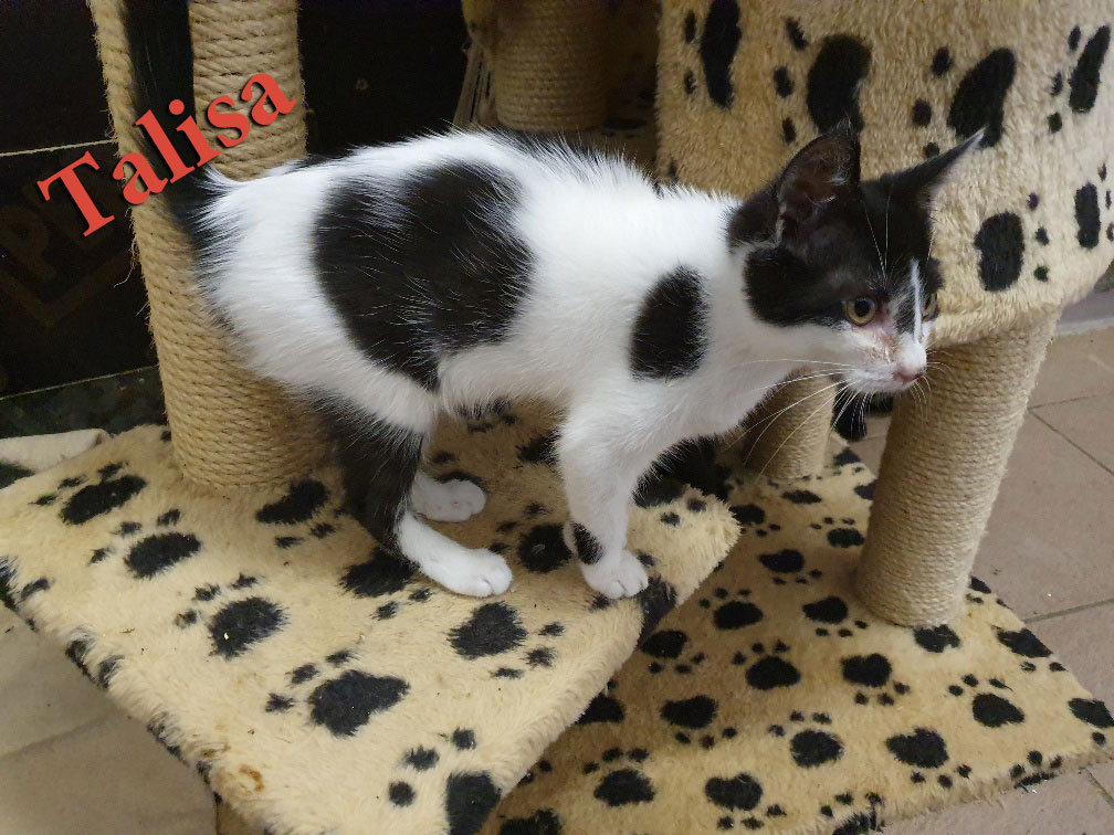 kitten 05