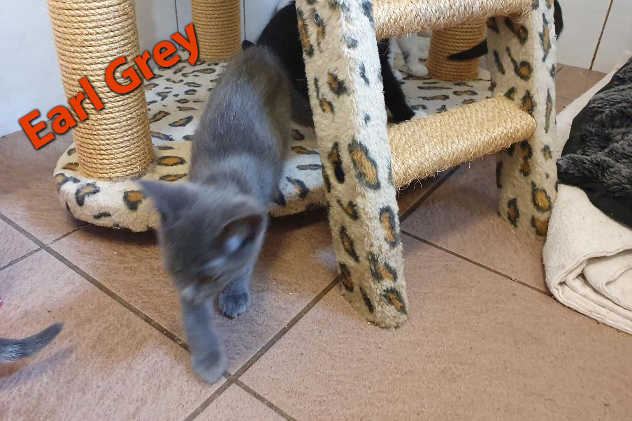 kitten 08