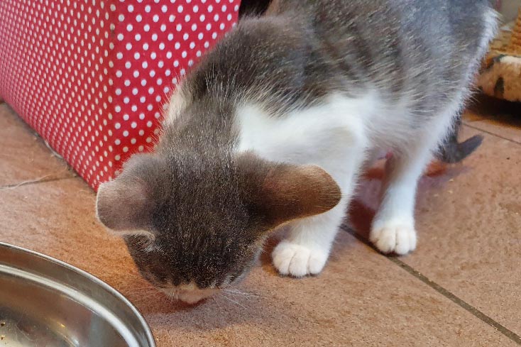 kitten 09