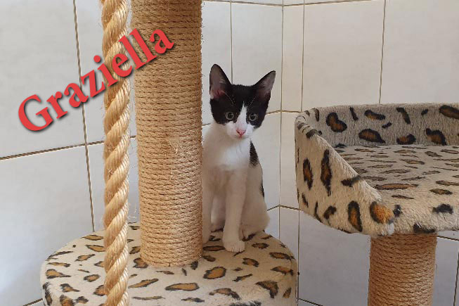 kitten 10