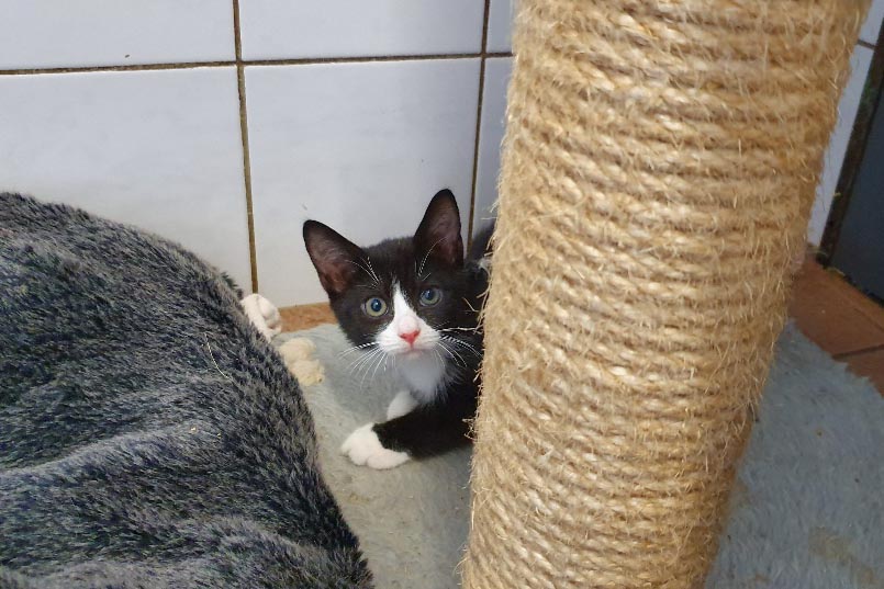 kitten 01