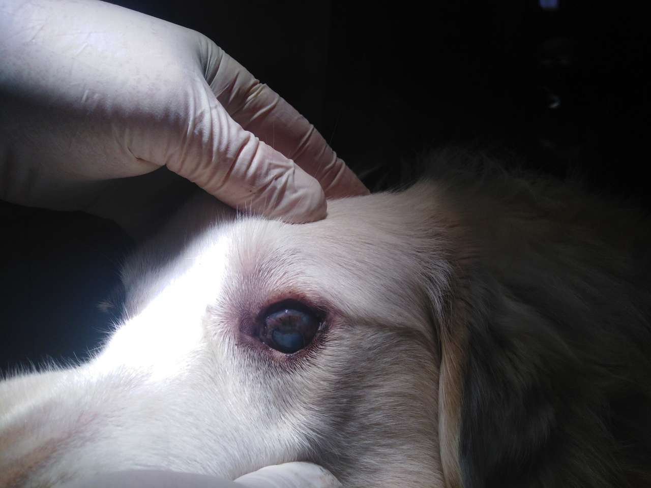Knut OP