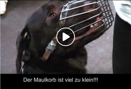 Maulkorb-Desaster